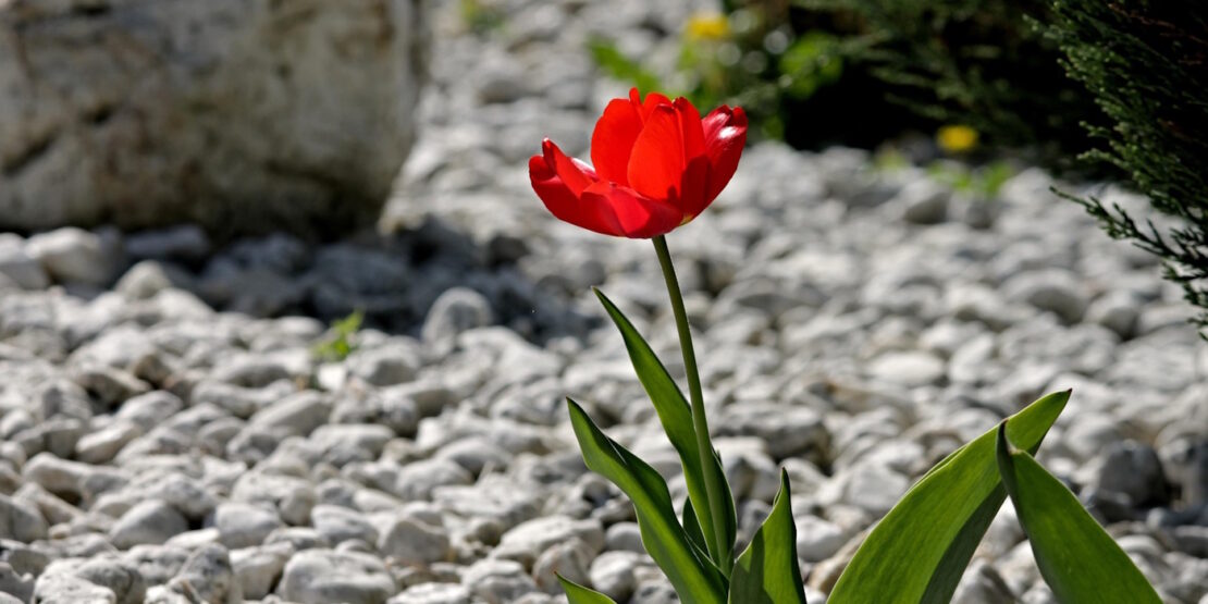 Das Foto zeigt eine rote Tulpe vor einem Kiesbeet