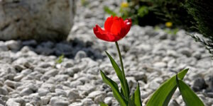 Das Foto zeigt eine rote Tulpe vor einem Kiesbeet