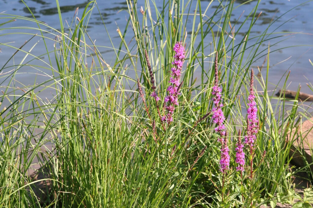 Das Foto zeigt Pflanzen die am Wasser wachsen