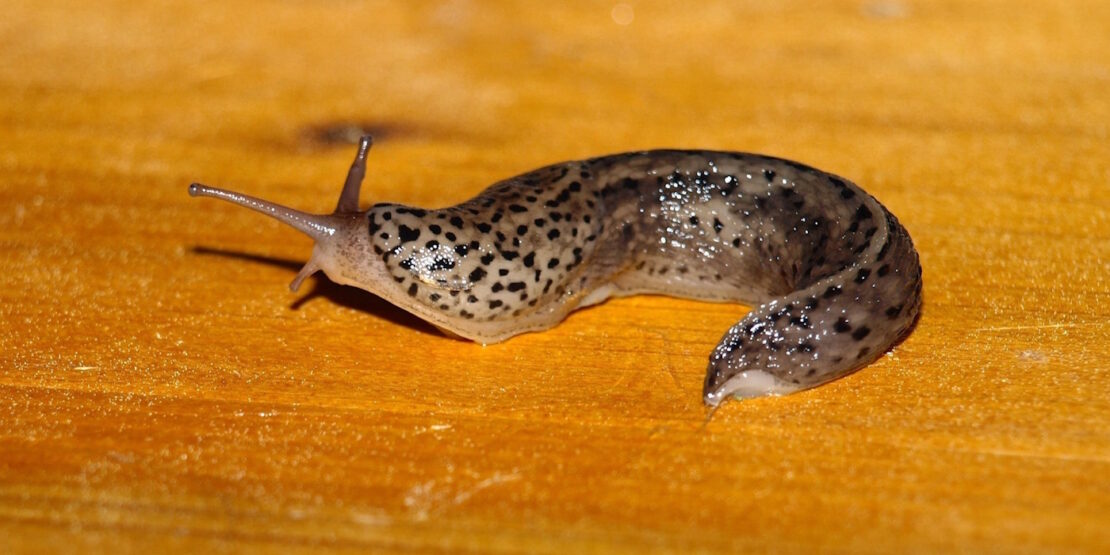 Das Foto zeigt ein Tigerschnegel