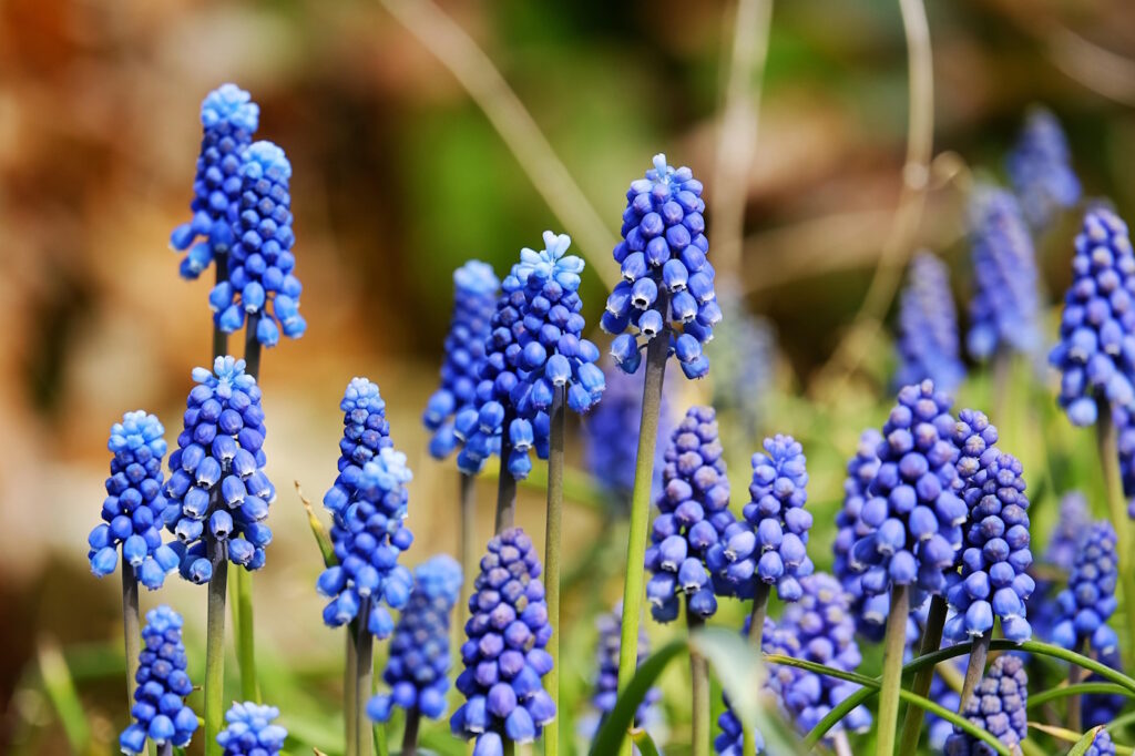 Das Foto zeigt blaue Traubenhyazinthen