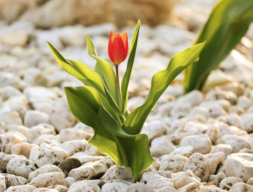Das Foto zeigt eine Tulpe, die in Kies wächst