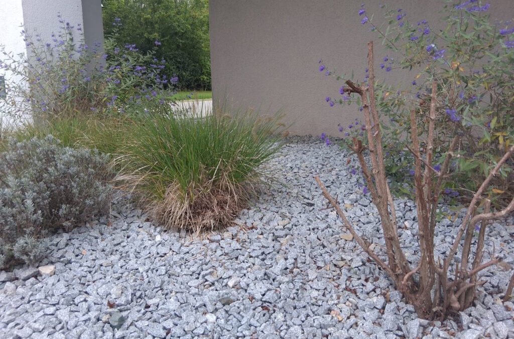 Das Foto zeigt Pflanzen im Kiesgarten und die unbepflanzen Kiesflächen dazwischen