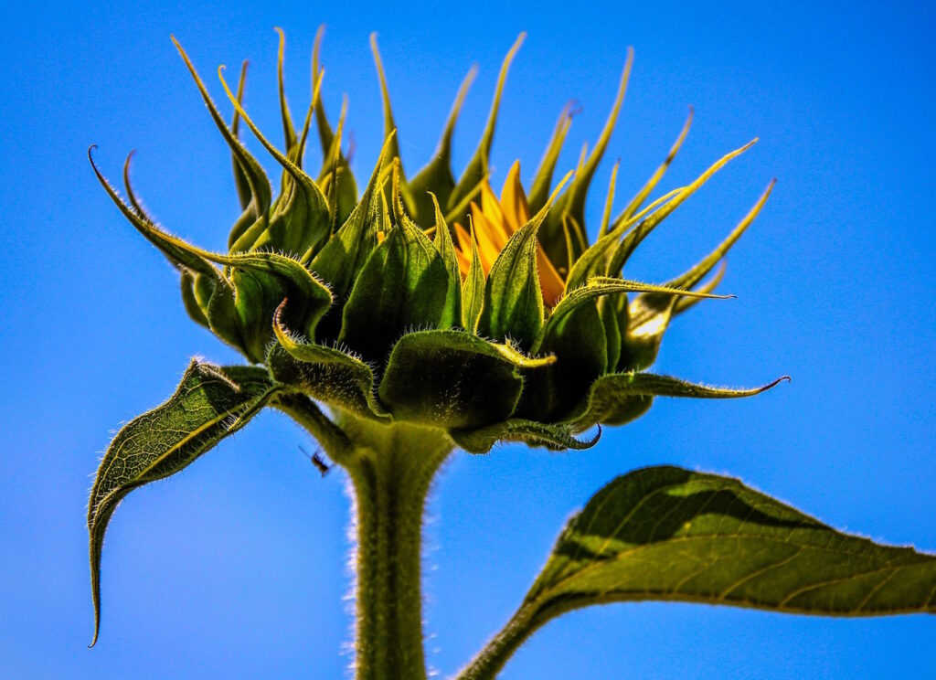 Das Foto zeigt eine Sonnenblume, die gerade aufgeht