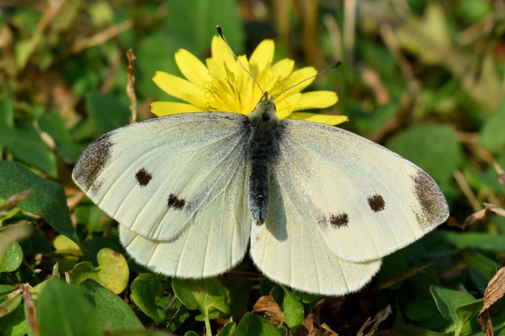 Das Foto zeigt ein Kohlweißling Weibchen. Die Flügel haben je 2 schwarze Punkte