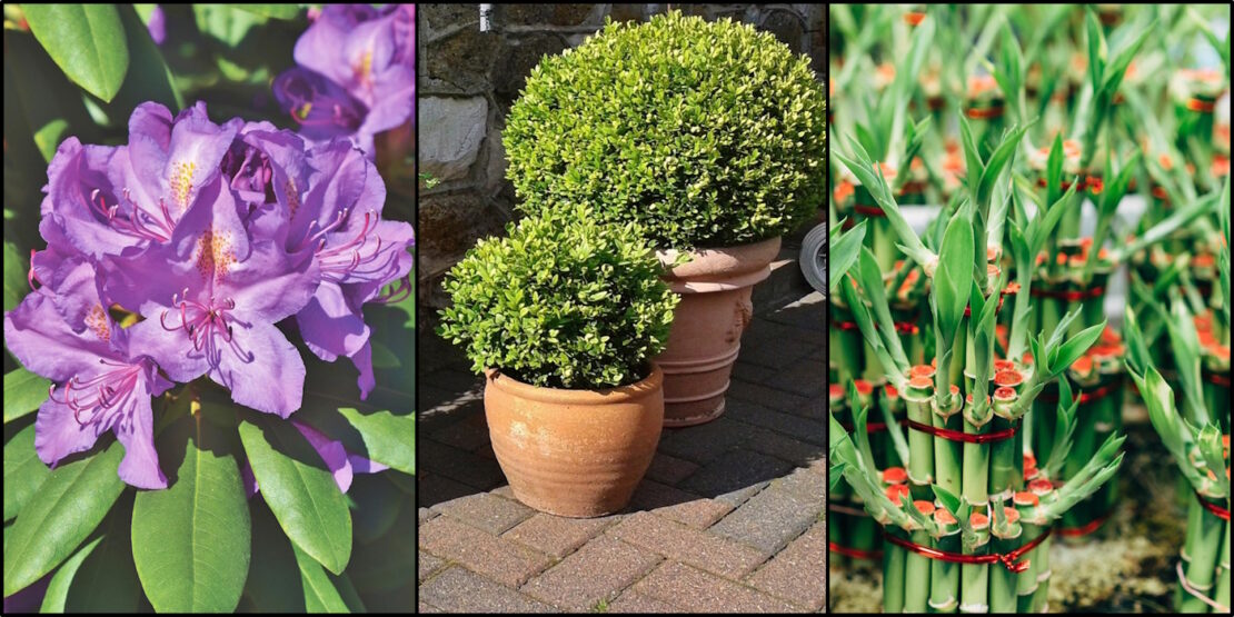 Das Foto zeigt eine lilafarbene Rhododendron, zwei Bambuspflanzen in Pflanzkübeln und eine Glücksbambuspflanze