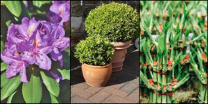 Das Foto zeigt eine lilafarbene Rhododendron, zwei Bambuspflanzen in Pflanzkübeln und eine Glücksbambuspflanze