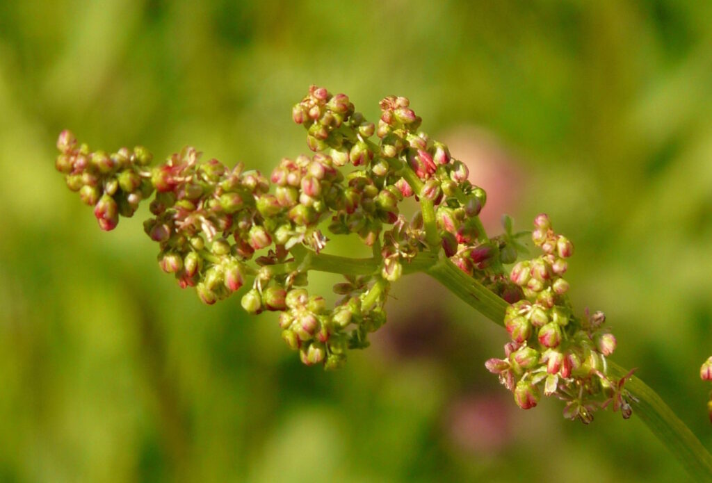 Das Foto zeigt die Blüte vom Sauerampfer