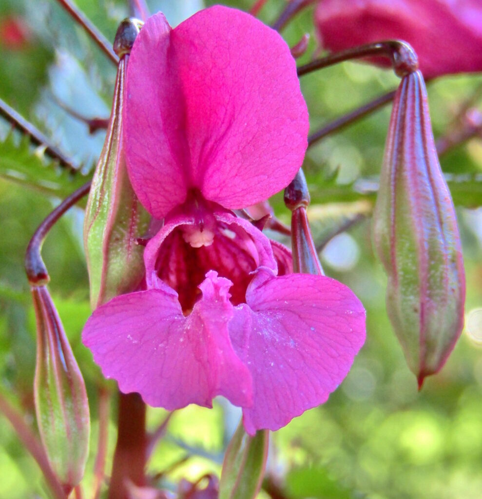 Das Foto zeigt die pinkfarbene Blüte vom Springkraut