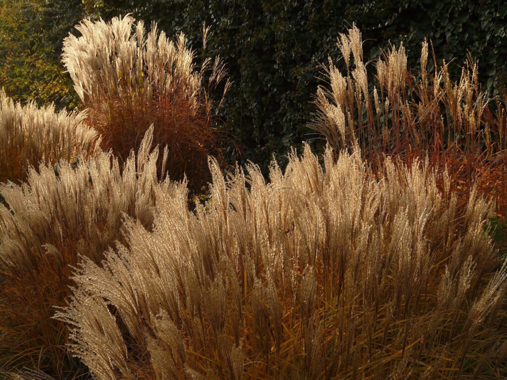Das Foto zeigt das Chinaschilf