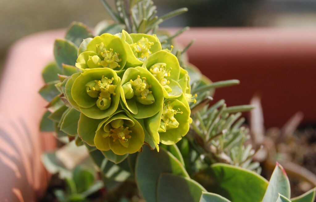 Das Foto zeigt eine Garten Wolfsmilch