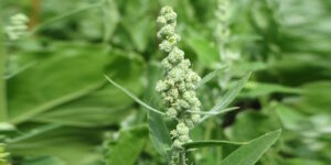 Das Foto zeigt die Gemeine Melde im Garten