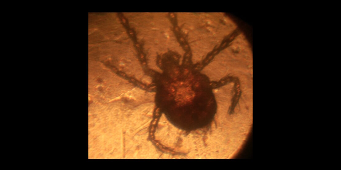 Das Foto zeigt eine Herbstmilbe