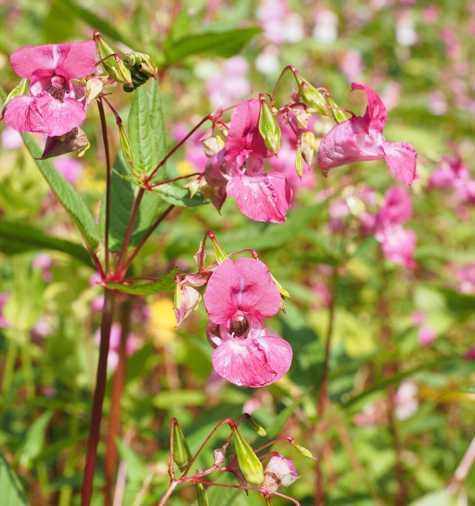 Das Foto zeigt das Springkraut in der Wiese