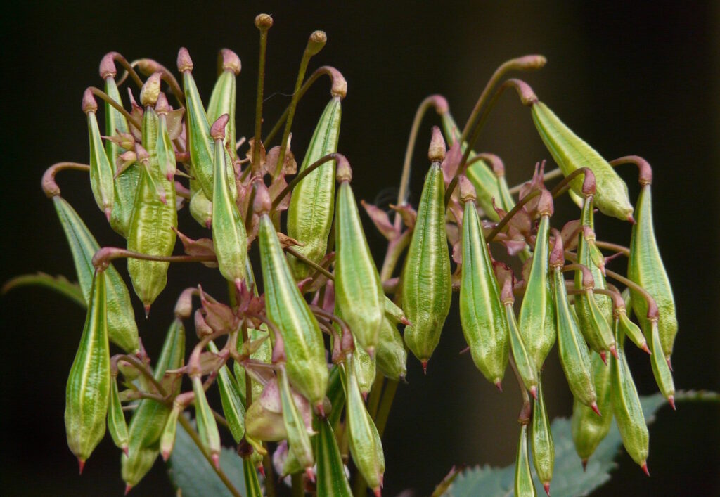 Das Foto zeigt die Kapselfrüchte vom Springkraut