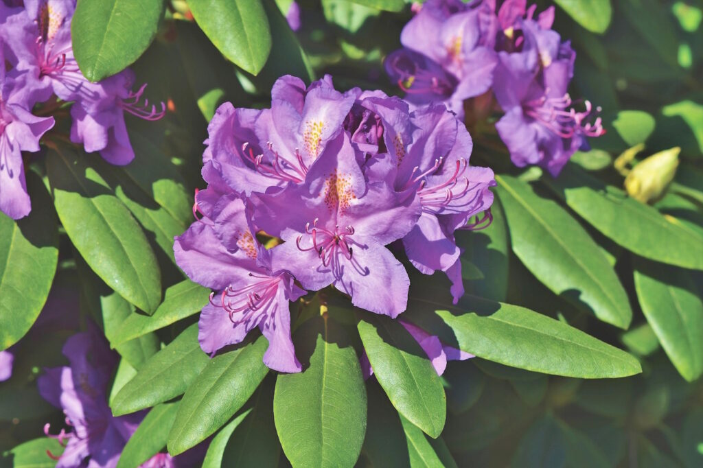 Das Foto zeigt eine Rhododendron Pflanze mit lilafarbenen Blüten