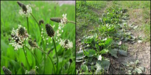 Das Foto zeigt Spitz- und Breitwegerich