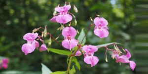 Das Foto zeigt die Blüten des pinkfarbenen Springkrautes