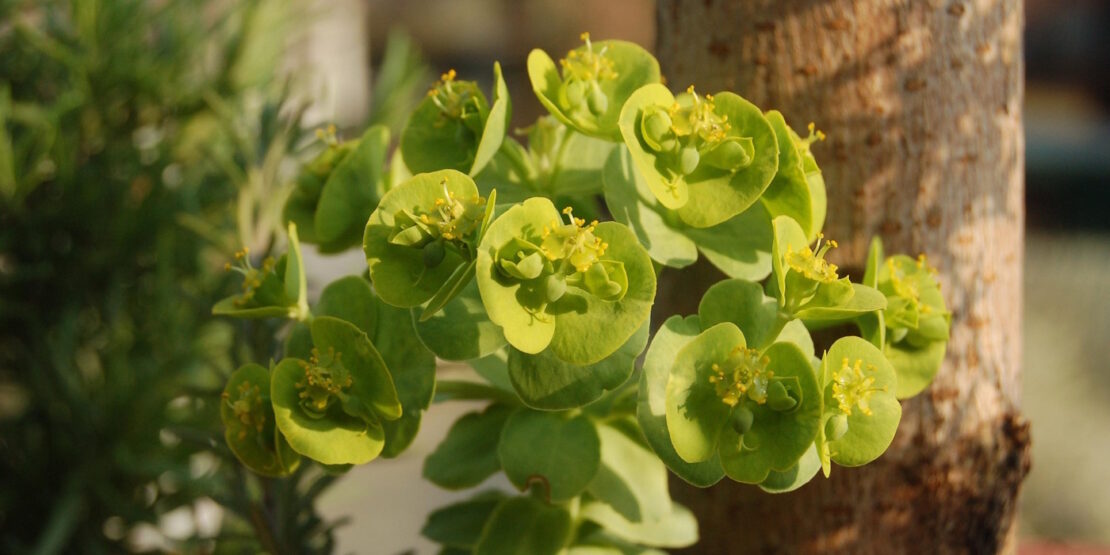 Das Foto zeigt eine Wolfsmilch