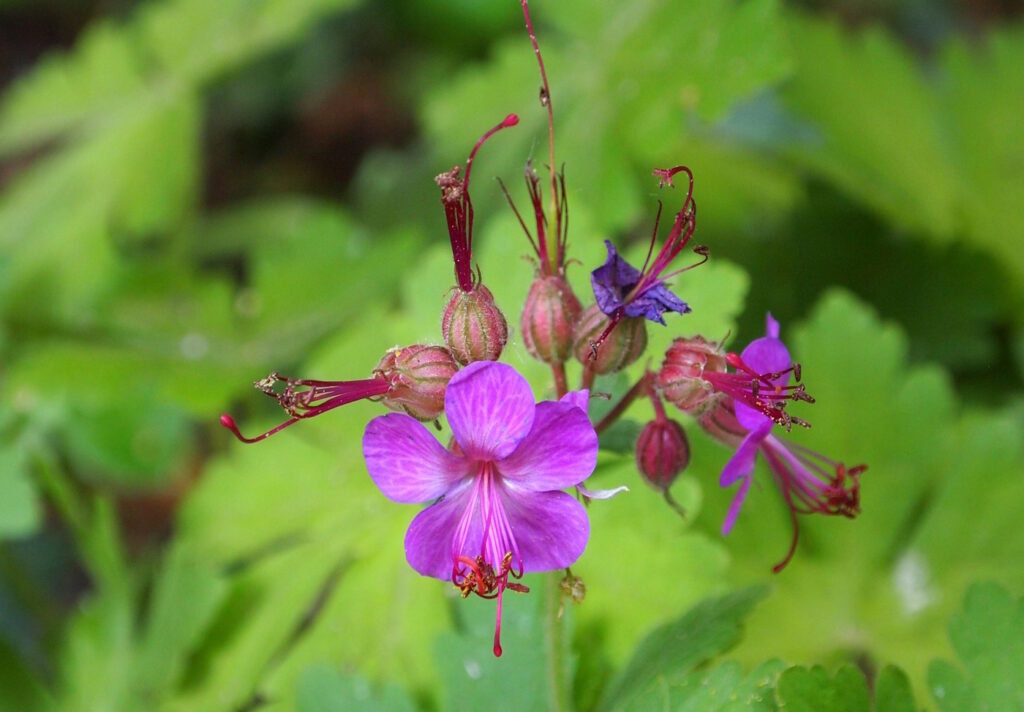Das Foto zeigt den rosafarbenen Balkan Storchschnabel