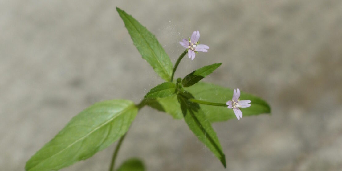 Das Foto zeigt ein Bergweidenröschen