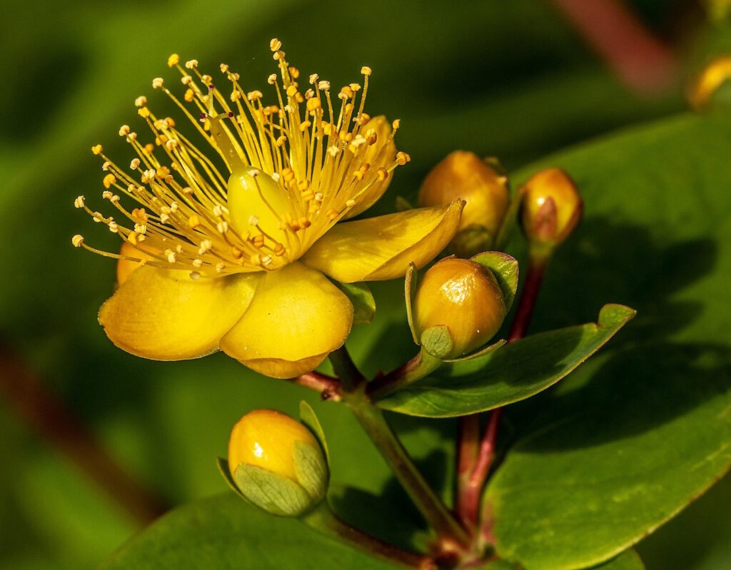 Das Foto zeigt die gelbe Blüte vom Johanniskraut