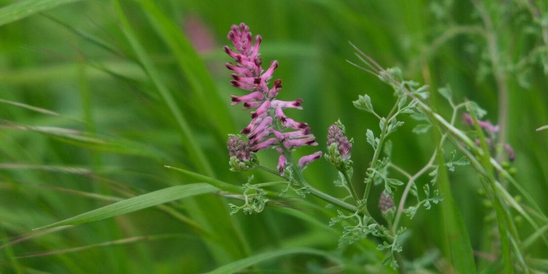 Das Foto zeigt den Echten Erdrauch