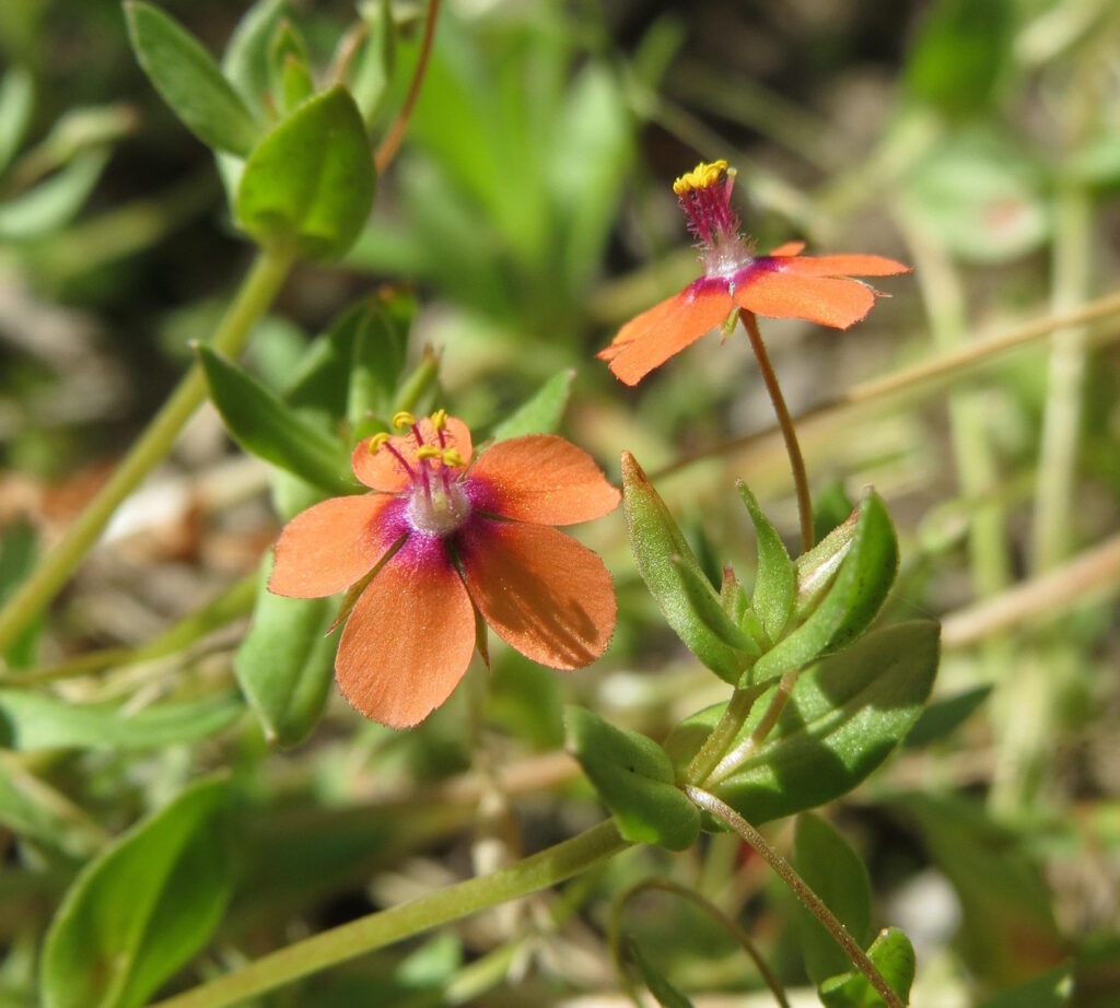 Das Foto zeigt die roten Blüten vom Roten Gauchheil
