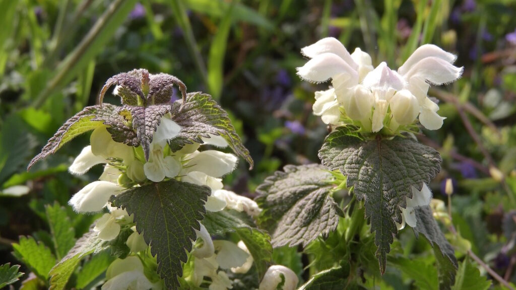 Das Foto zeigt eine weiße Taubnessel mit ihren rotfarbenen Blättern
