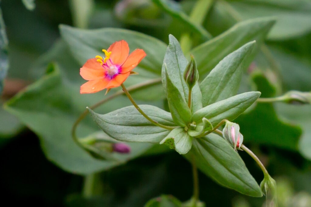 Das Foto zeigt den Roten Gauchheil im Garten