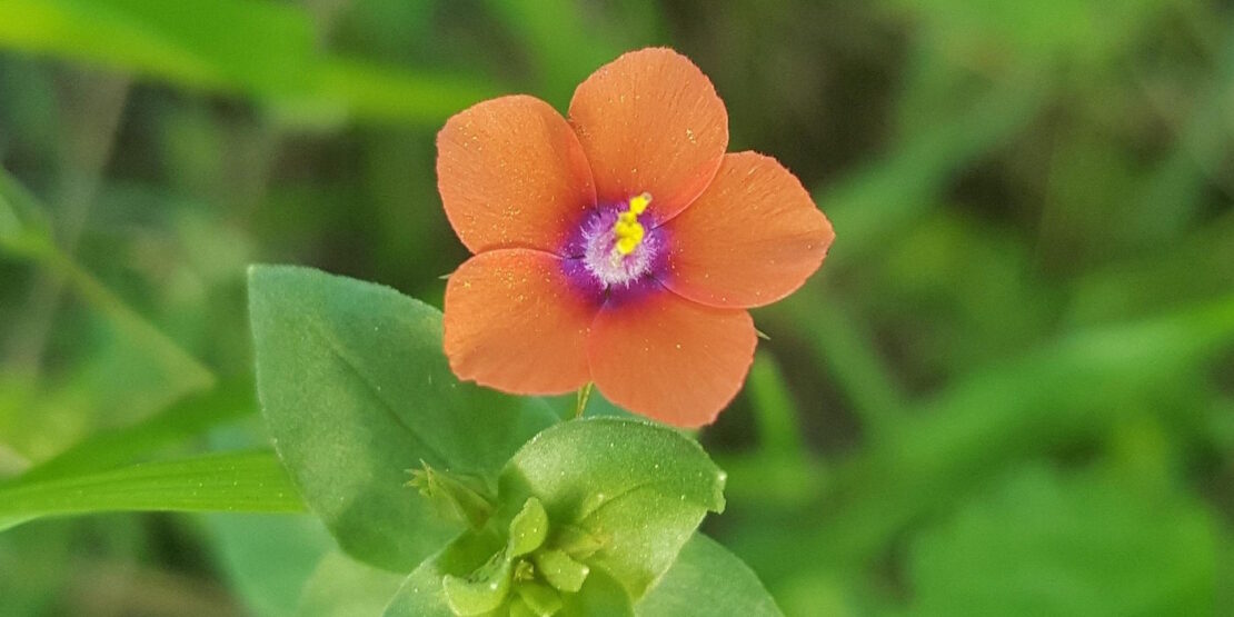 Das Foto zeigt den Roten Gauchheil