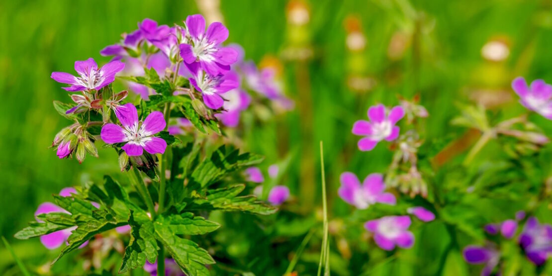 Das Foto zeigt einen rosafarbenen Storchschnabel