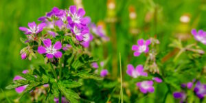 Das Foto zeigt einen rosafarbenen Storchschnabel