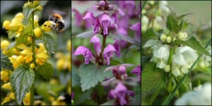 Das Foto zeigt drei verschiedene Taubnesselarten in gelb, weiß und lila