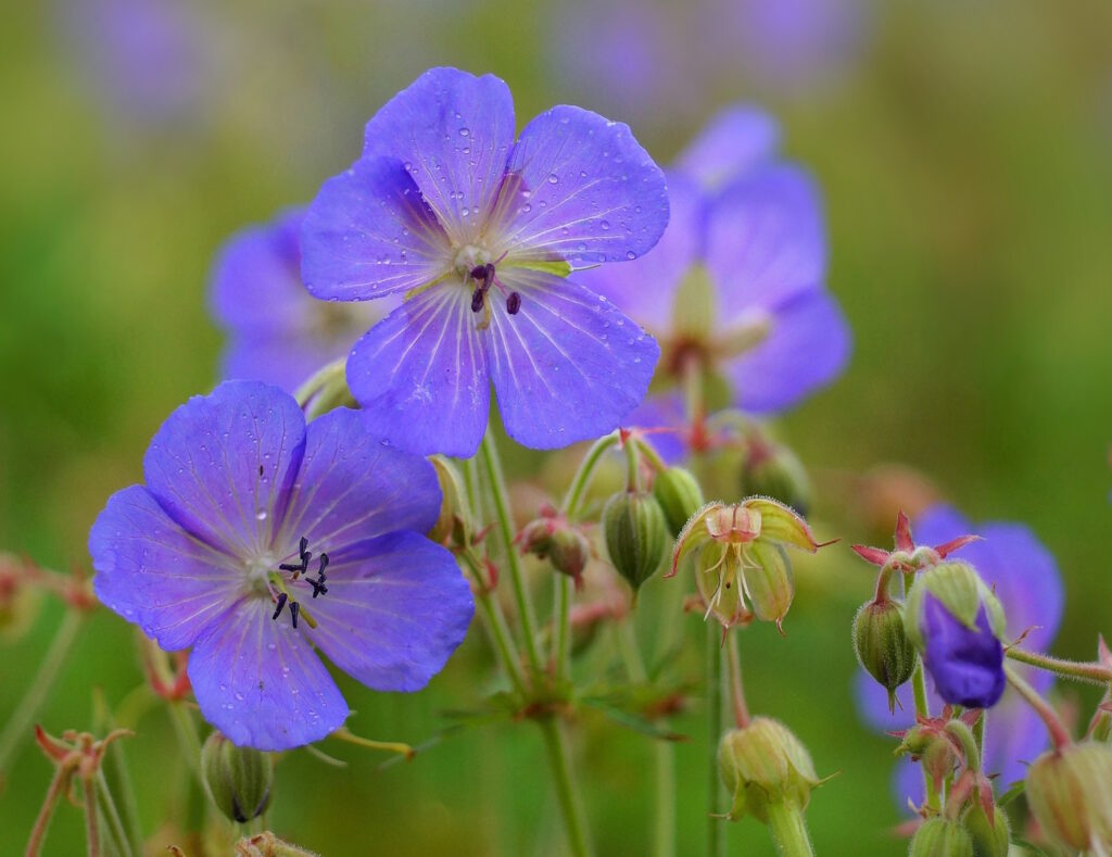 Das Foto zeigt einen Wald-Storchschnabel