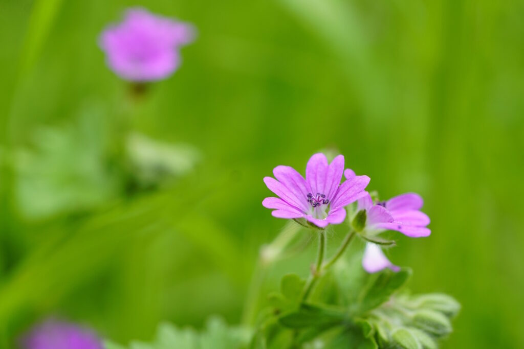Das Foto zeigt den weichen Storchschnabel
