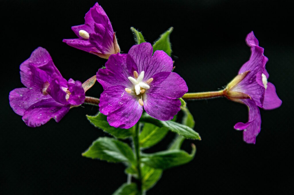 Das Foto zeigt ein Zottiges Weidenröschen