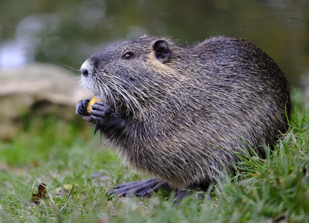 Das Foto zeigt eine Bisamratte