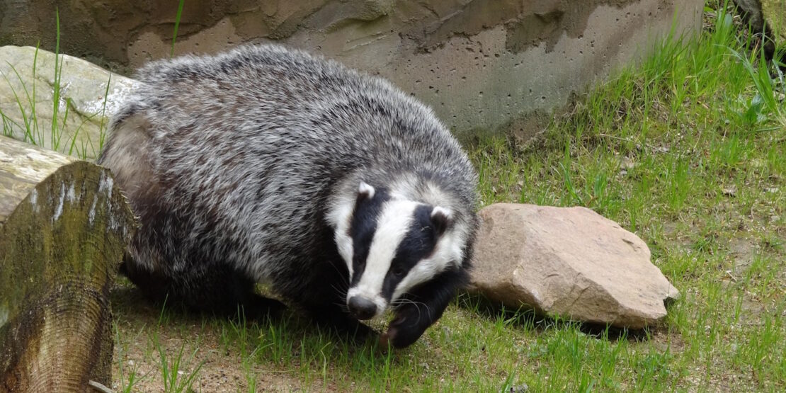 Das Foto zeigt einen Dachs im Garten