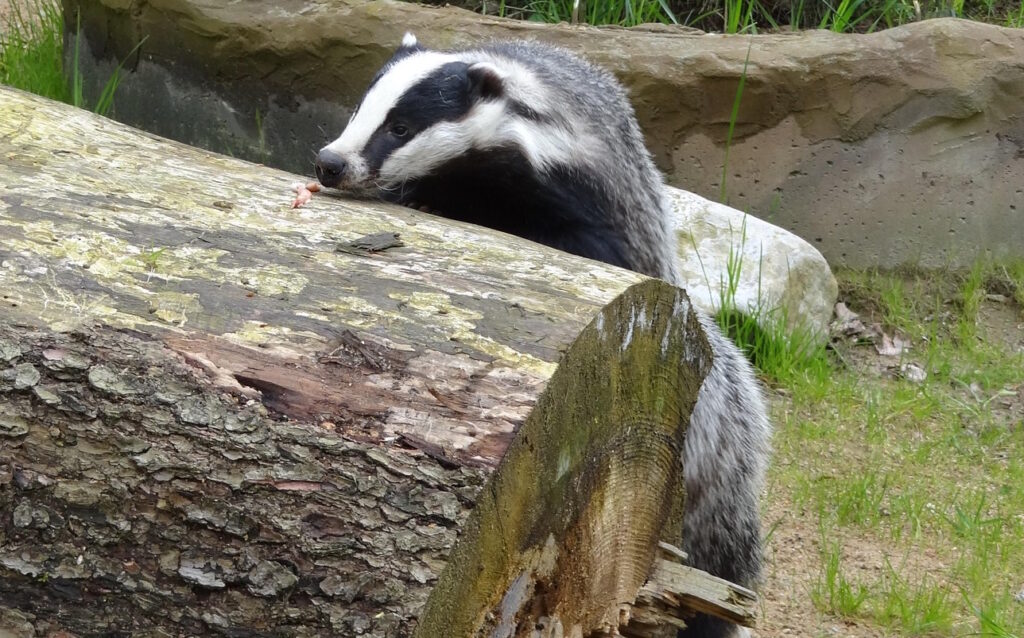 Das Foto zeigt einen Dahcs der mit seinen Vorderpfoten auf einen Baumstamm klettert