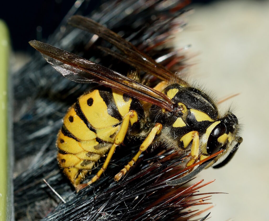 Das Foto zeigt eine Deutsche Wespe