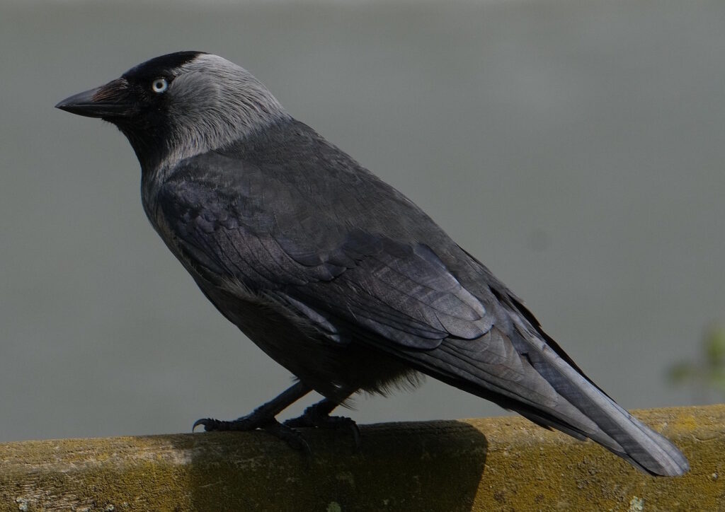 Das Foto zeigt eine Dohle