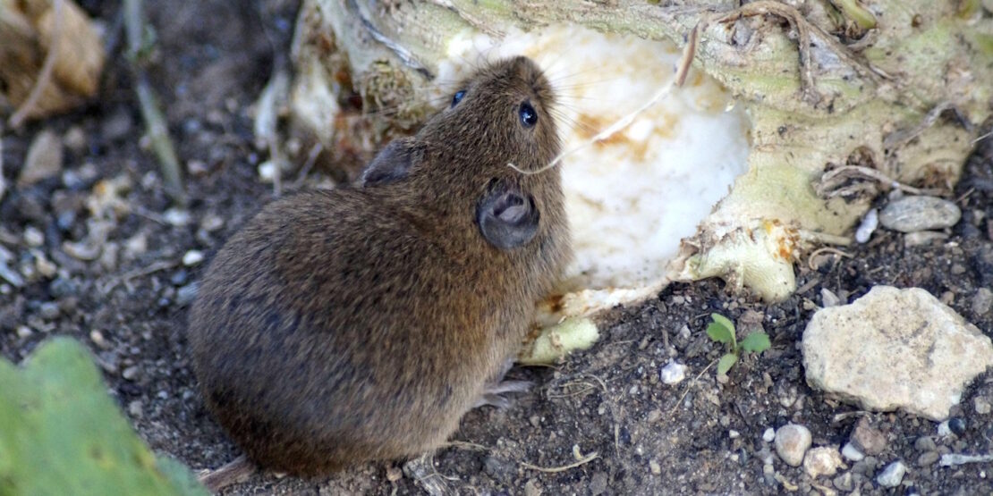 Das Foto zeigt eine Feldmaus, die an einer Knolle frisst