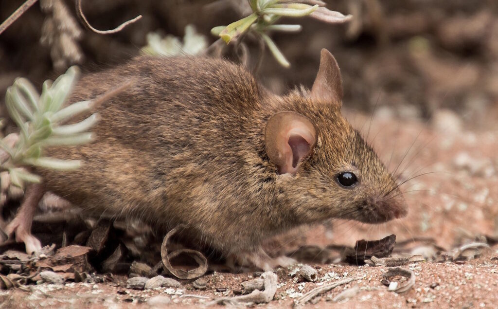 Das Foto zeigt eine Feldmaus