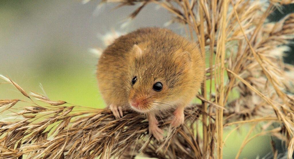 Das Foto zeigt eine Feldmaus in Getreide