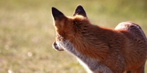 Das Foto zeigt einen Rotfuchskopf von hinten