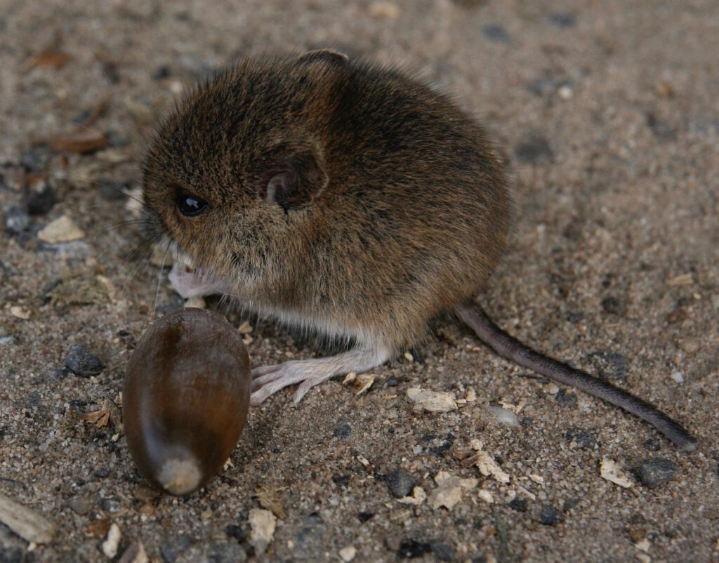 Das Foto zeigt eine Maus die eine Eichel frisst