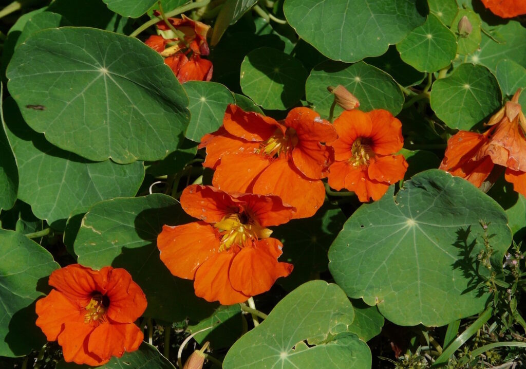 Das Foto zeigt die Große Kapuzinerkresse