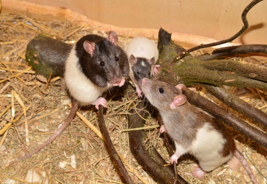 Das Foto zeigt Hausratten