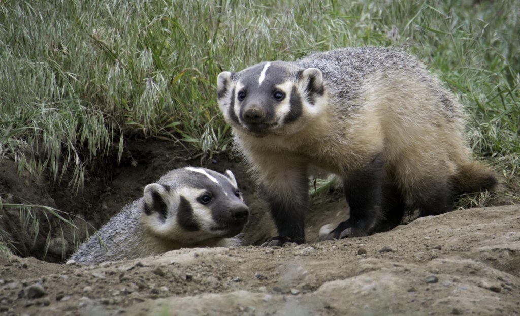 Das Foto zeigt zwei Dachse